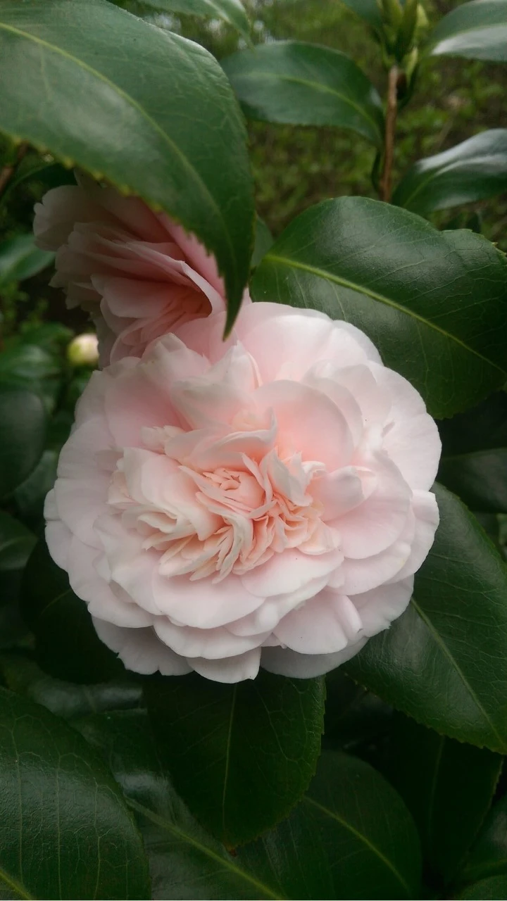 C. japonica unknown (possibly 'Debutante')